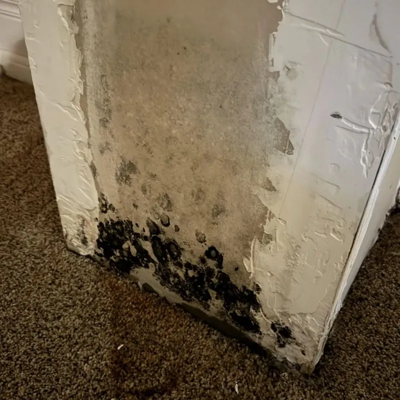 Professional Mold Removal in Bridgeport, CA